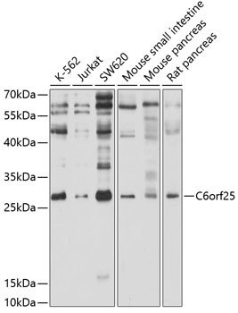 C6orf25 Antibody