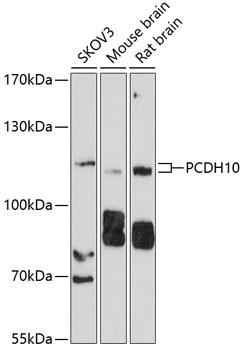 PCDH10 Antibody