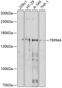 TRPM4 Antibody