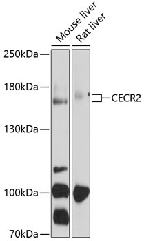CECR2 Antibody