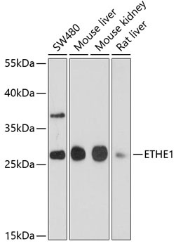 ETHE1 Antibody