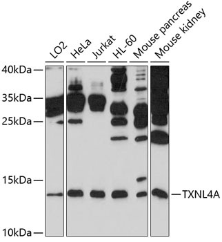 TXNL4A Antibody