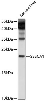 SSSCA1 Antibody