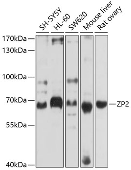 ZP2 Antibody