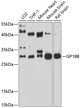 GP1BB Antibody