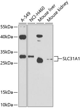 SLC31A1 Antibody