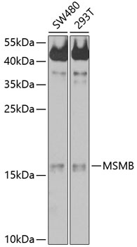 MSMB Antibody