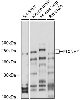 PLXNA2 Antibody