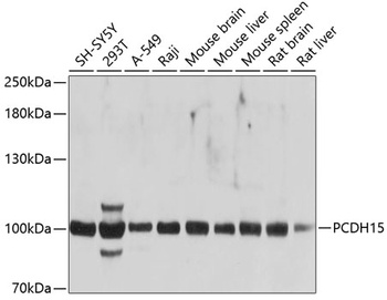 PCDH15 Antibody