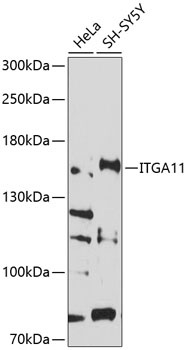 ITGA11 Antibody