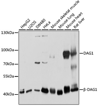 DAG1 Antibody