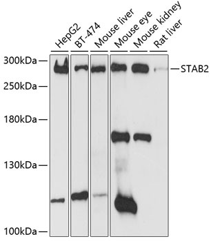 STAB2 Antibody