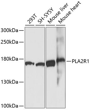 PLA2R1 Antibody