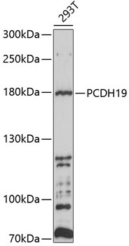 PCDH19 Antibody