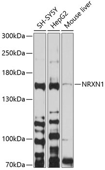 NRXN1 Antibody