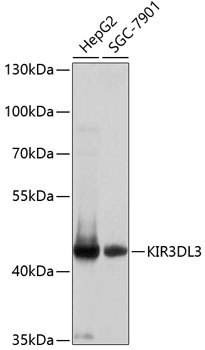 KIR3DL3 Antibody