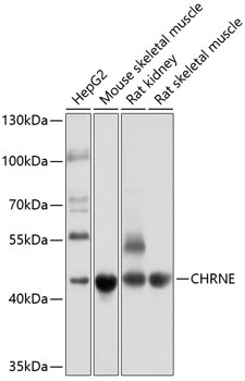 CHRNE Antibody