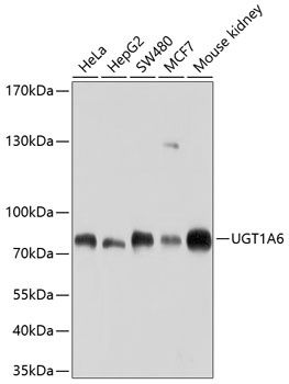 UGT1A6 Antibody