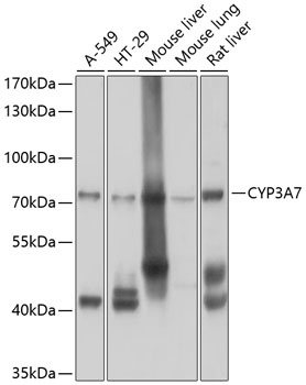 CYP3A7 Antibody