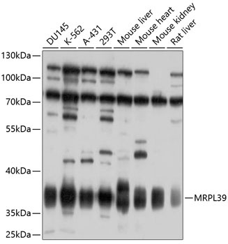 MRPL39 Antibody