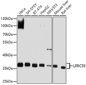 LRRC59 Antibody