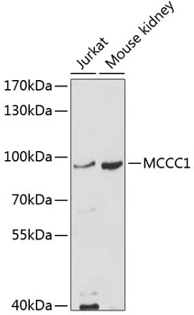 MCCC1 Antibody