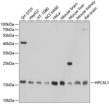 HPCAL1 Antibody