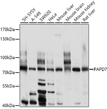 PAPD7 Antibody