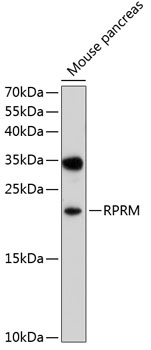 RPRM Antibody
