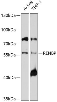 RENBP Antibody