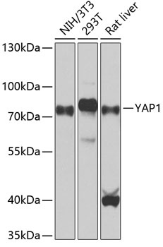 YAP1 Antibody