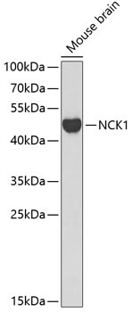 NCK1 Antibody