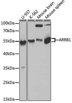 ARRB1 Antibody