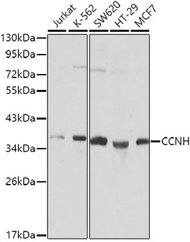 CCNH Antibody