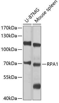 RPA1 Antibody