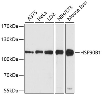 HSP90B1 Antibody