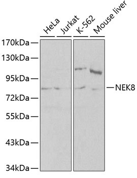 NEK8 Antibody