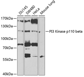 PIK3CB Antibody