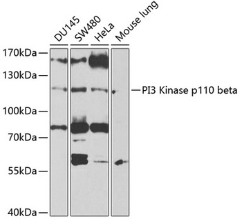 PI3 Kinase p110 beta Antibody