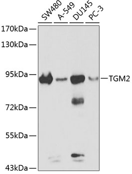 TGM2 Antibody