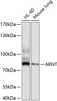 ARNT Antibody
