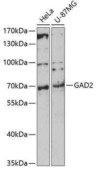 GAD2 Antibody