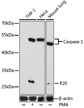 Caspase 1 Antibody
