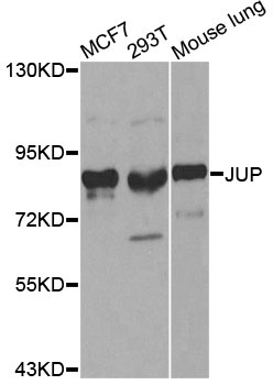 JUP Antibody