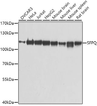 SFPQ Antibody