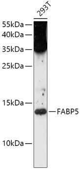 FABP5 Antibody