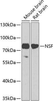 NSF Antibody