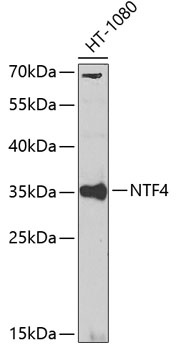 NTF4 Antibody