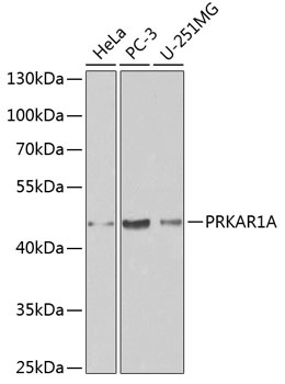 PRKAR1A Antibody