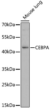 CEBPA Antibody
